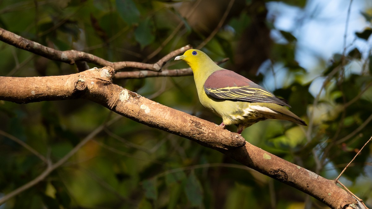 Sri Lanka Green-Pigeon - Mathurin Malby