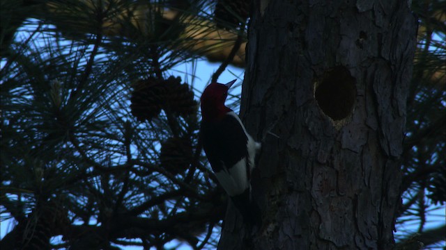 Red-headed Woodpecker - ML443519