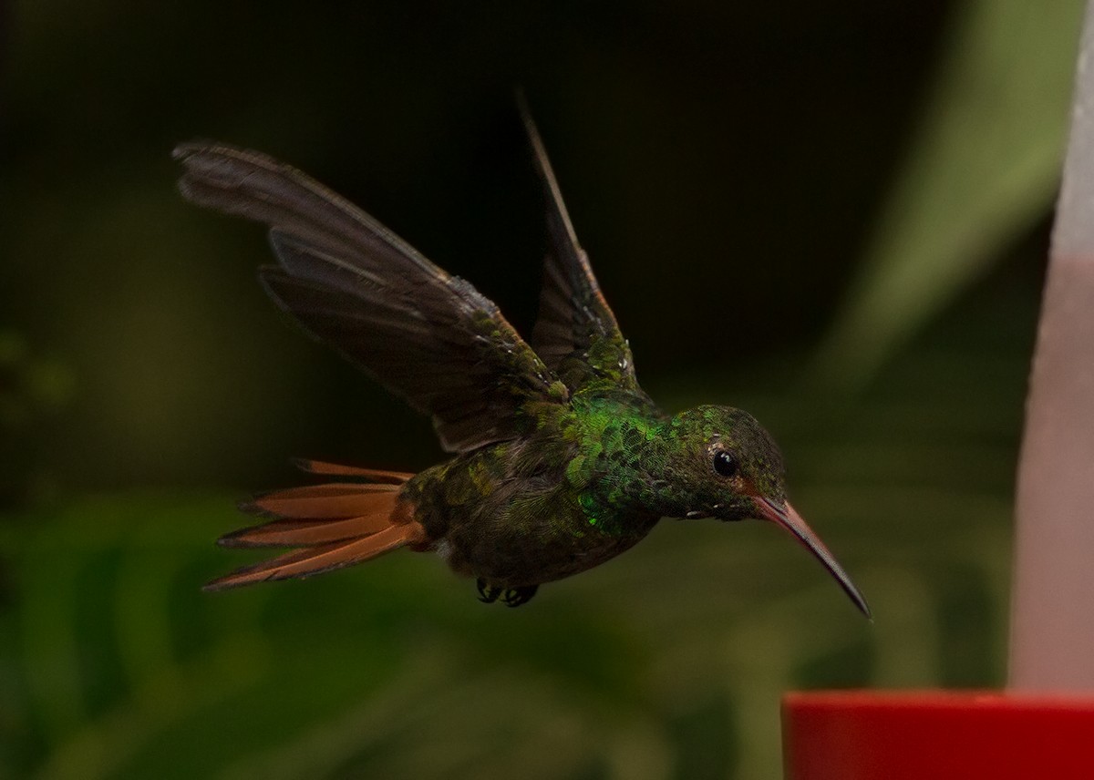 Rufous-tailed Hummingbird - ML44351921
