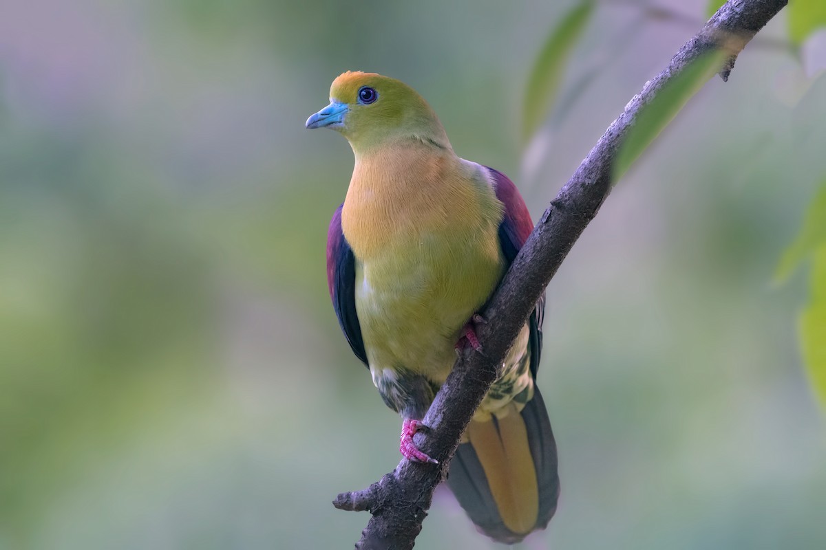 Wedge-tailed Green-Pigeon - ML443521331