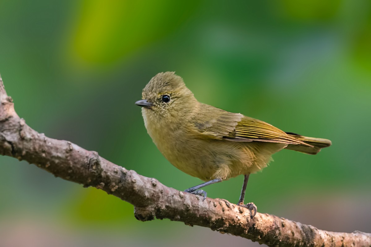 Yellow-browed Tit - ML443521661