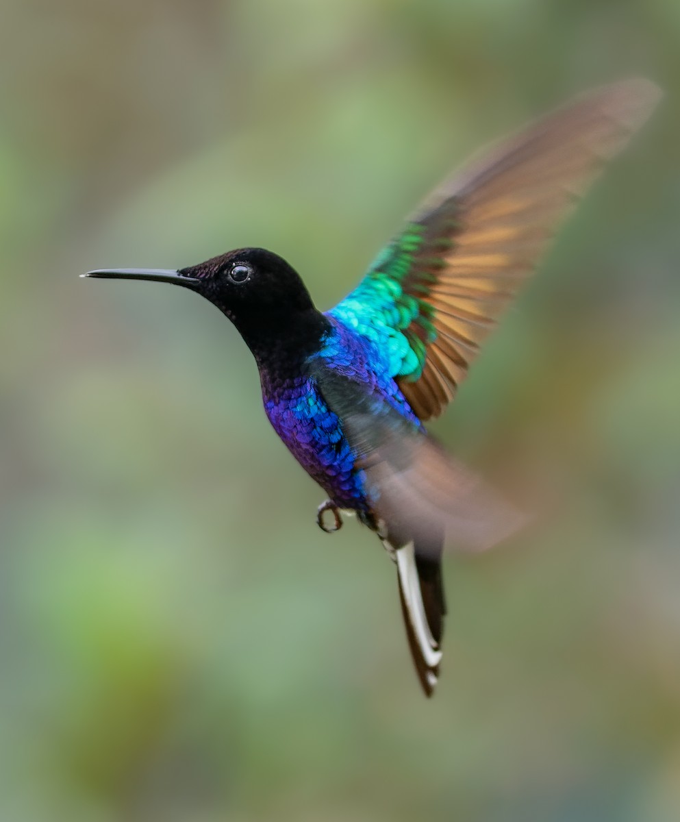 kolibřík hyacintový - ML443524361
