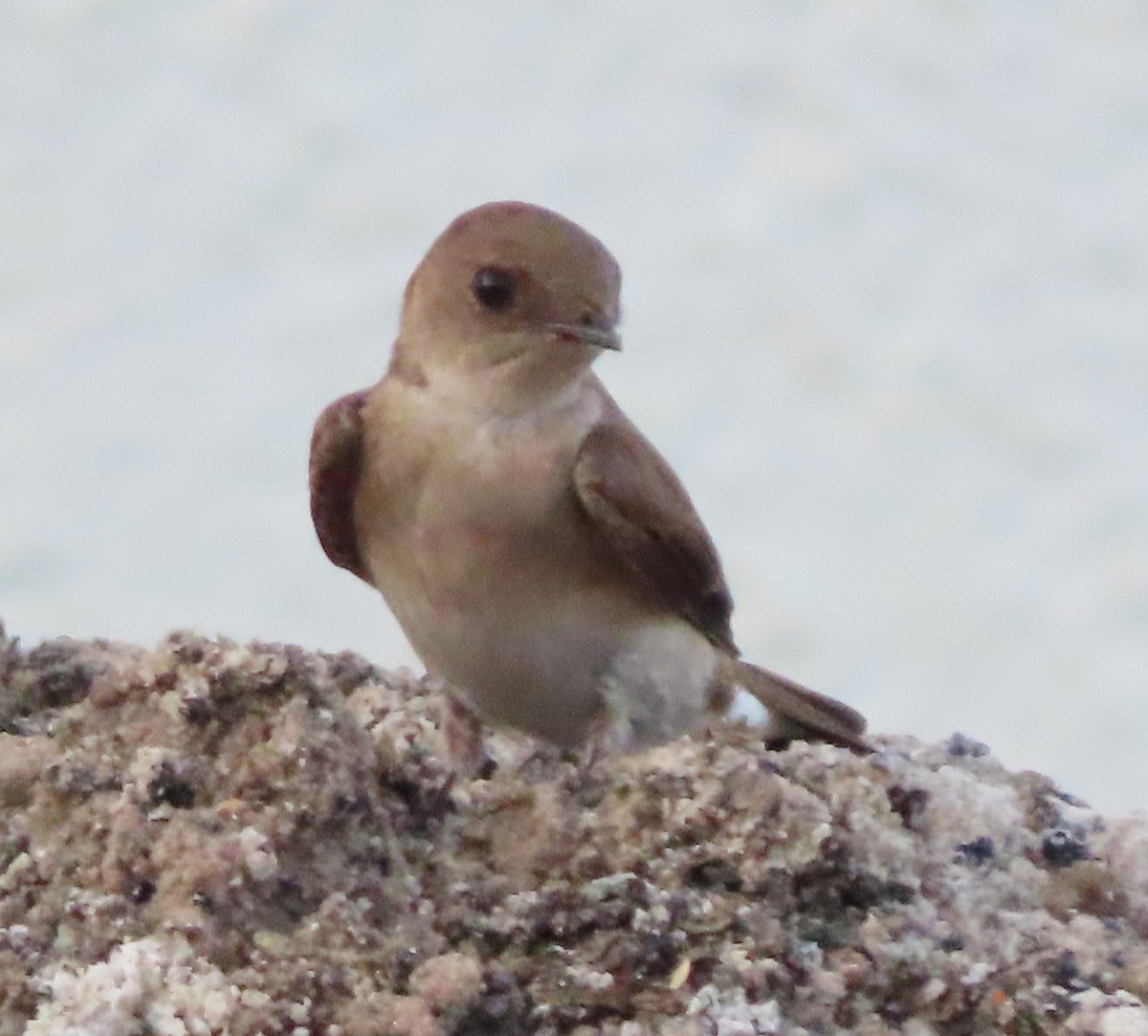 Northern Rough-winged Swallow - ML443528201