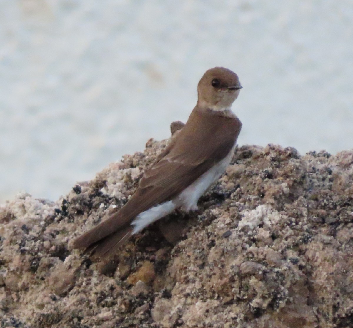 Northern Rough-winged Swallow - ML443528211