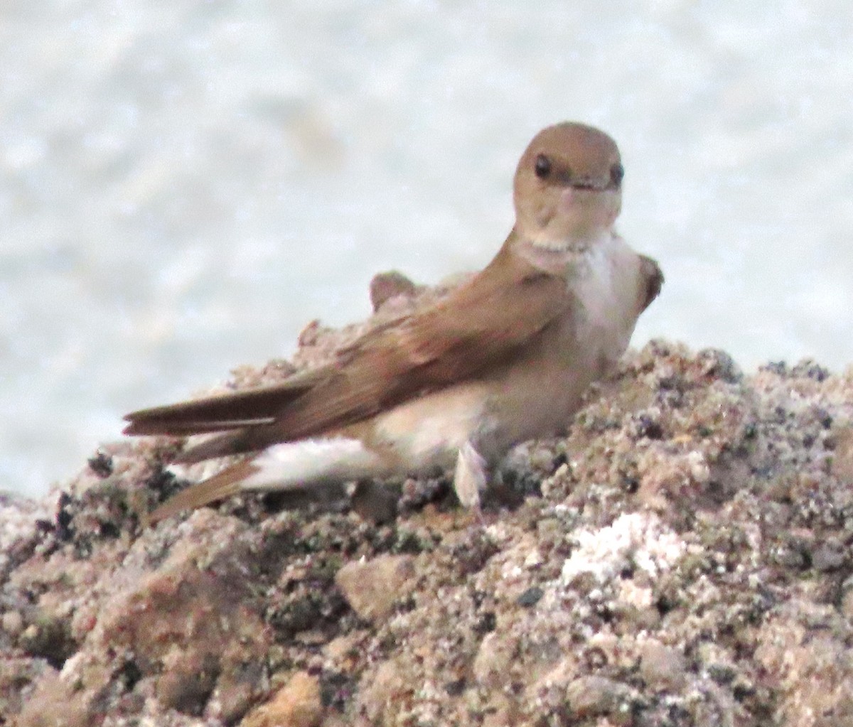Northern Rough-winged Swallow - ML443528231
