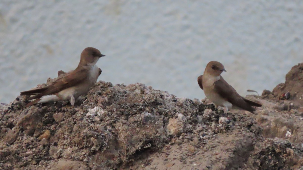 Northern Rough-winged Swallow - ML443528241