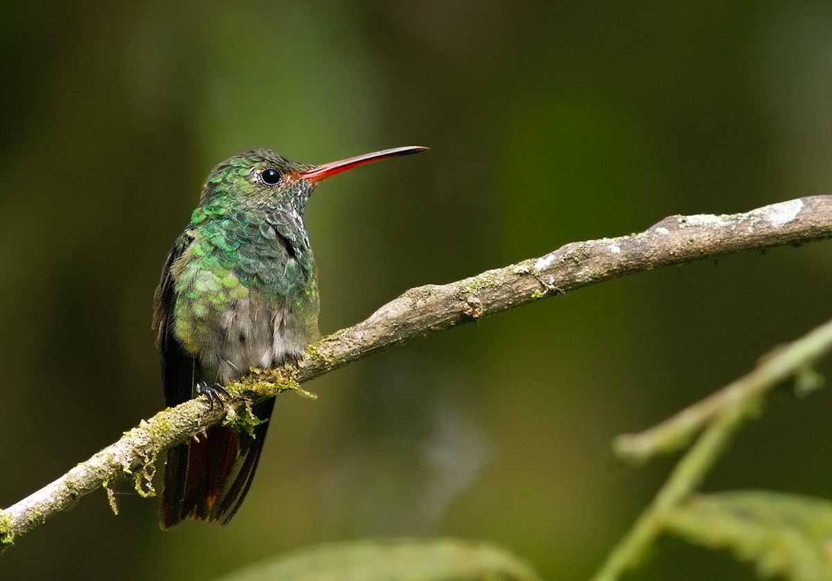 Rufous-tailed Hummingbird - ML44352841