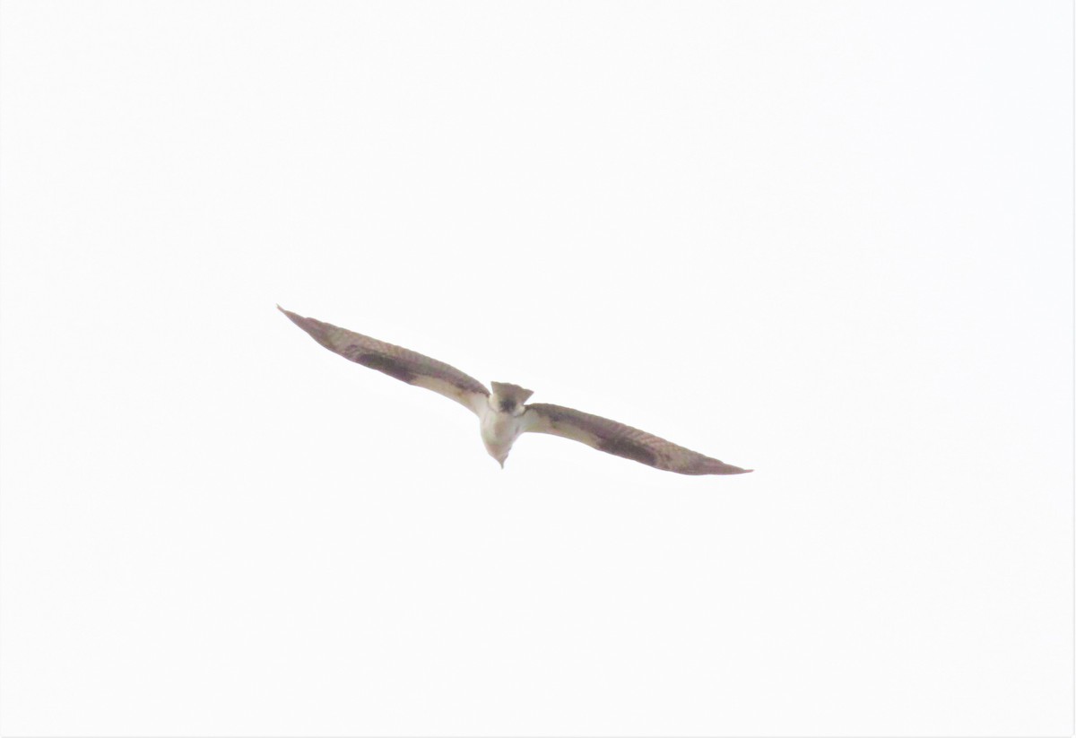 Águila Pescadora - ML443528971