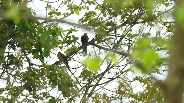Barred Cuckoo-Dove - ML443529081
