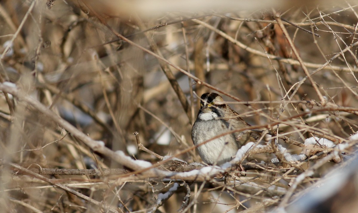 White-throated Sparrow - ML44353031