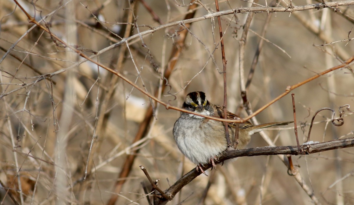 White-throated Sparrow - ML44353051