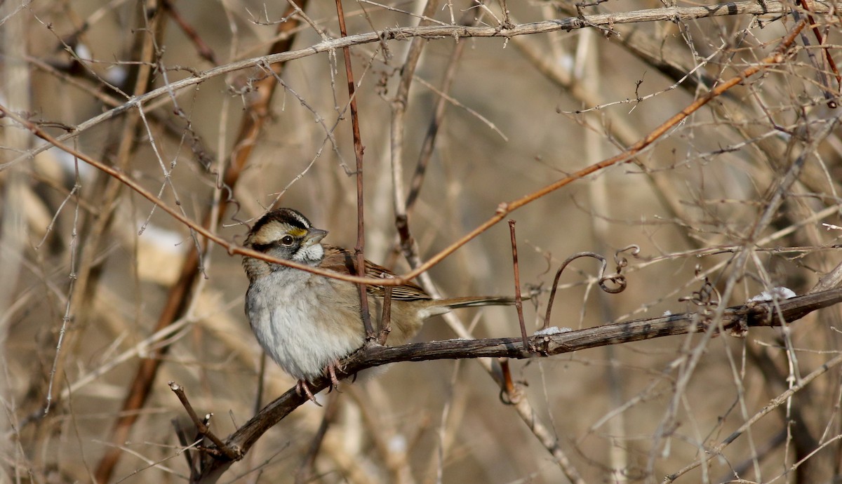 White-throated Sparrow - ML44353101