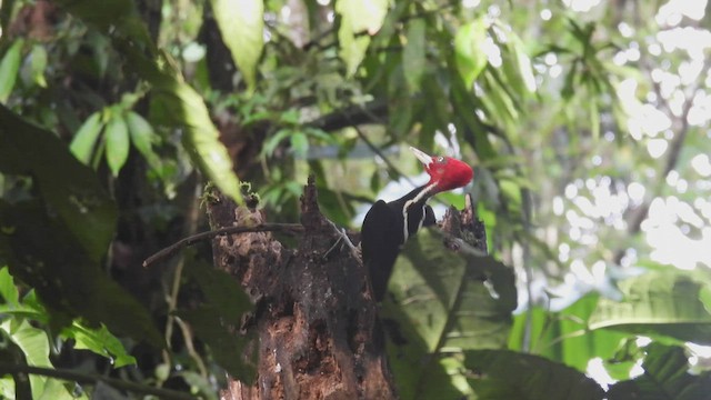Pale-billed Woodpecker - ML443533301