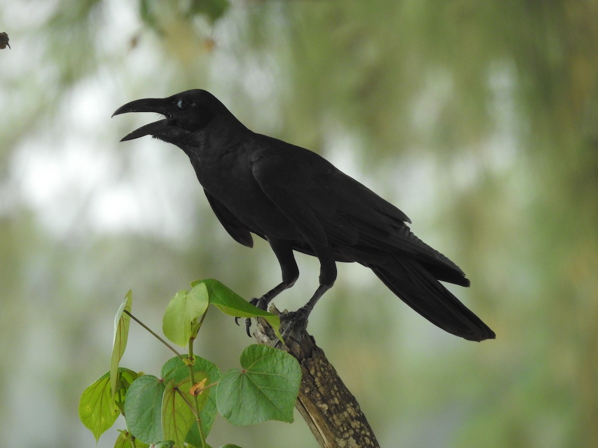 Large-billed Crow (Large-billed) - ML443535541