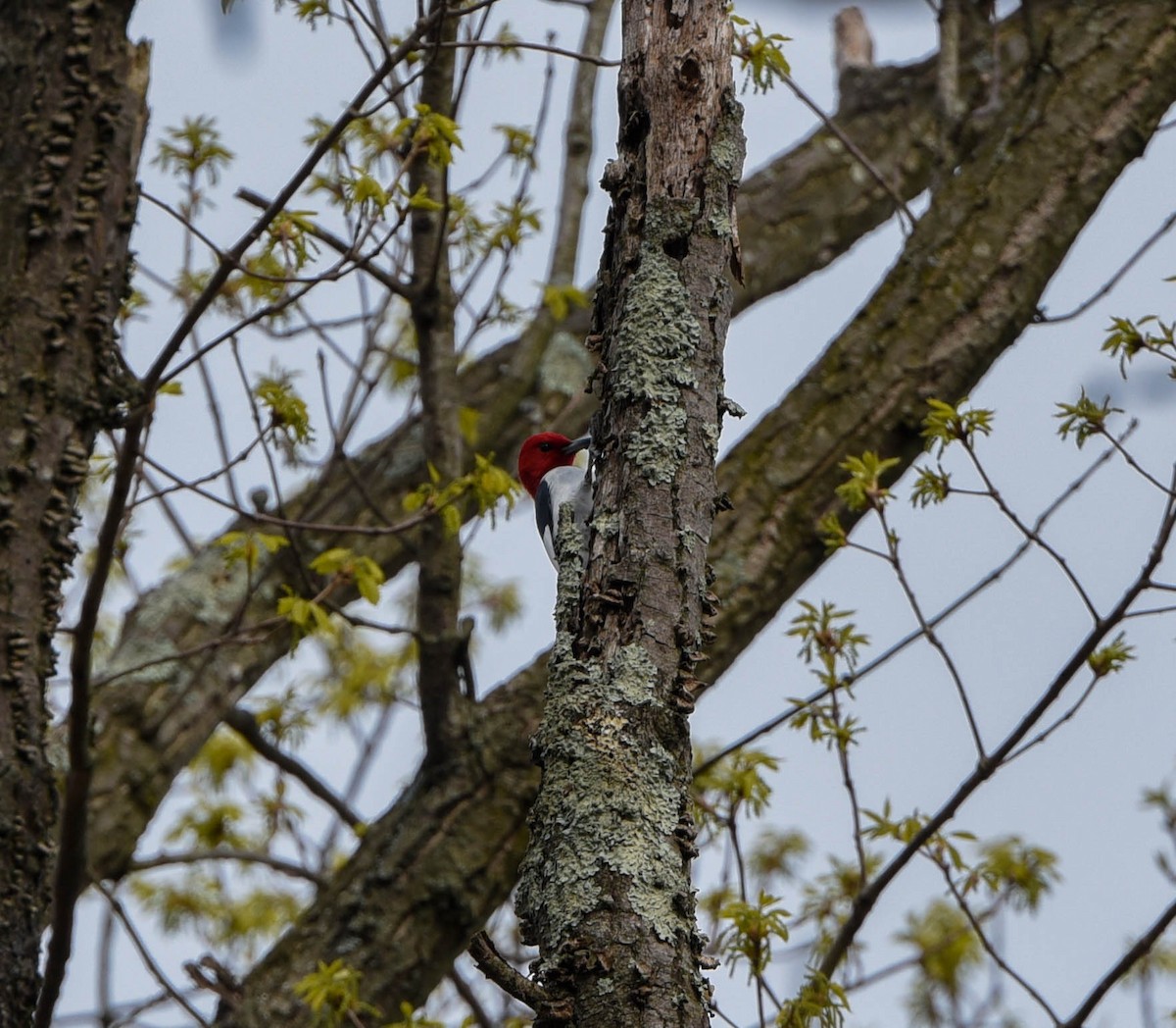 Red-headed Woodpecker - ML443535901