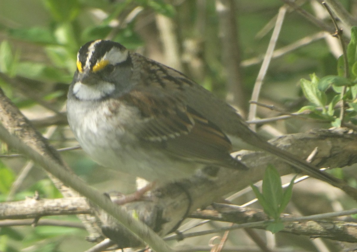 White-throated Sparrow - ML443536841