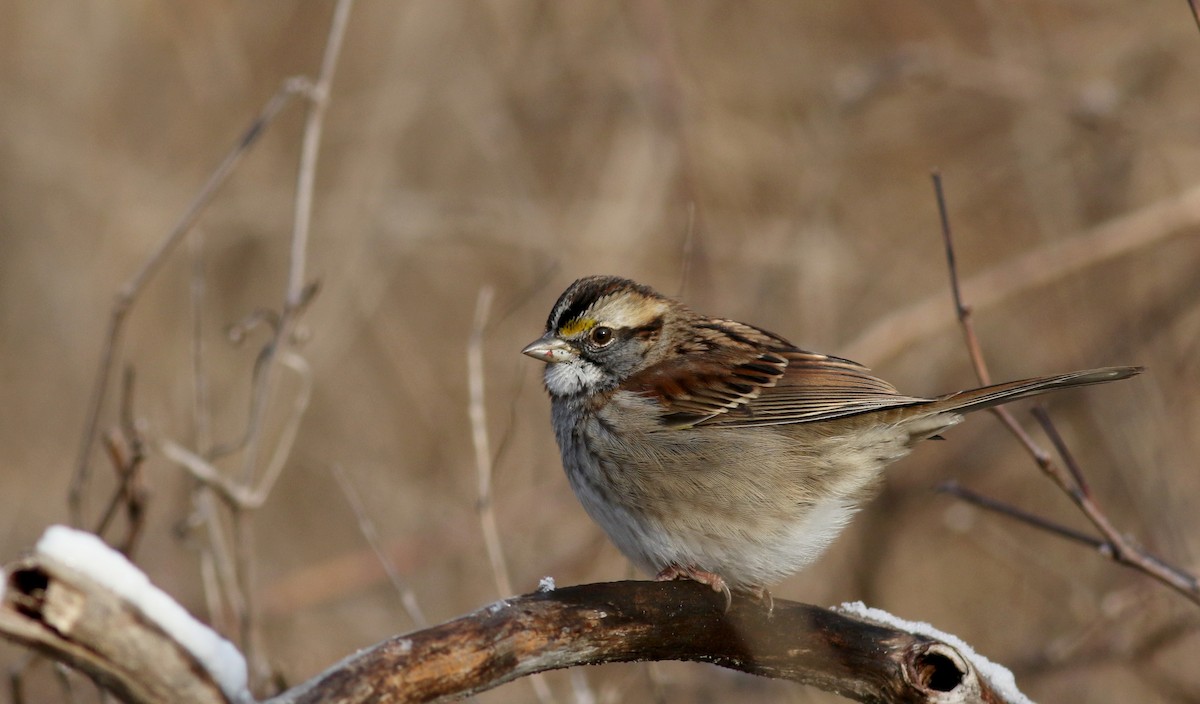 White-throated Sparrow - ML44353711