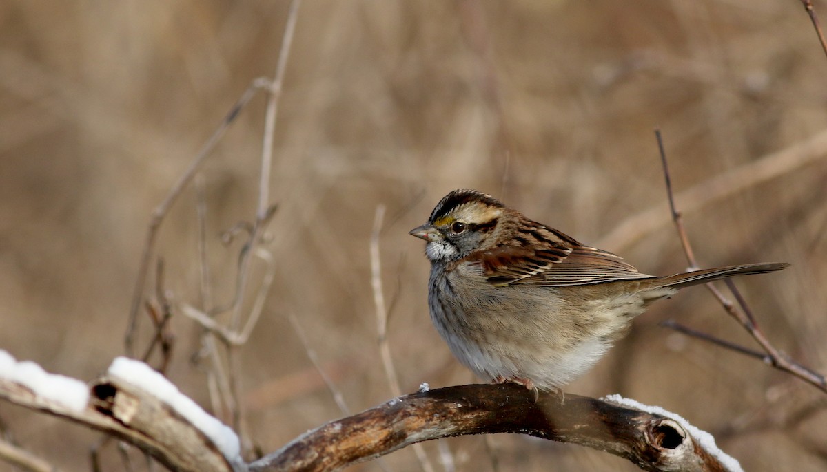 White-throated Sparrow - ML44353751