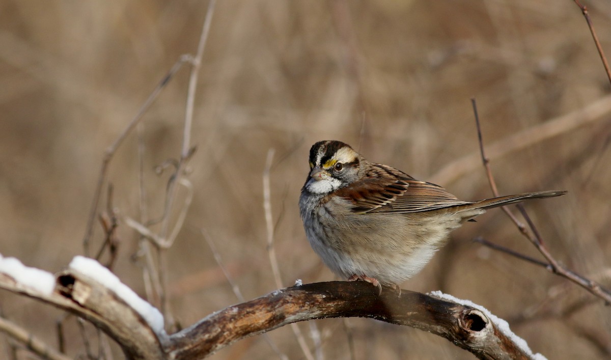 White-throated Sparrow - ML44353821