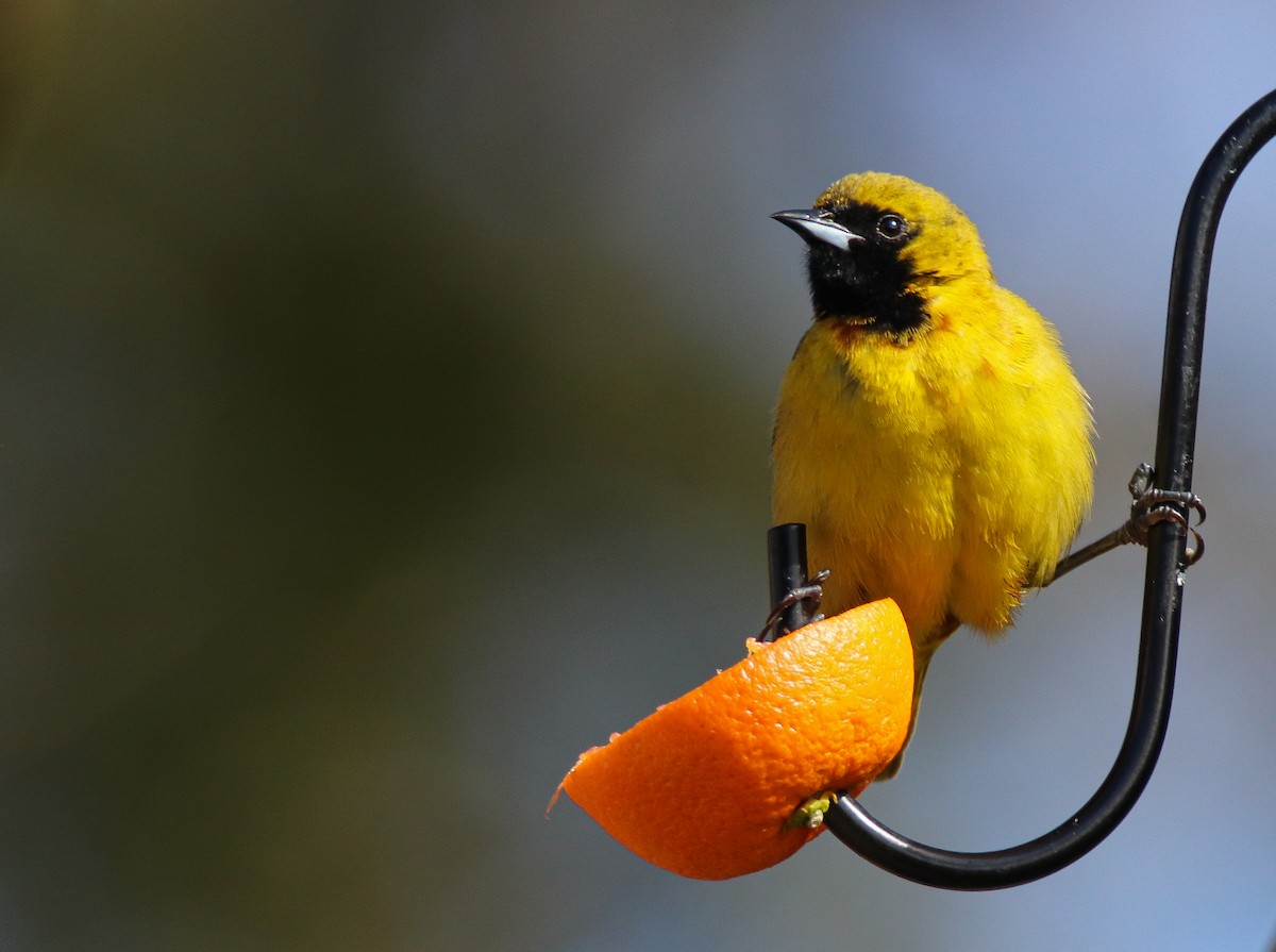 Orchard Oriole - ML443538541