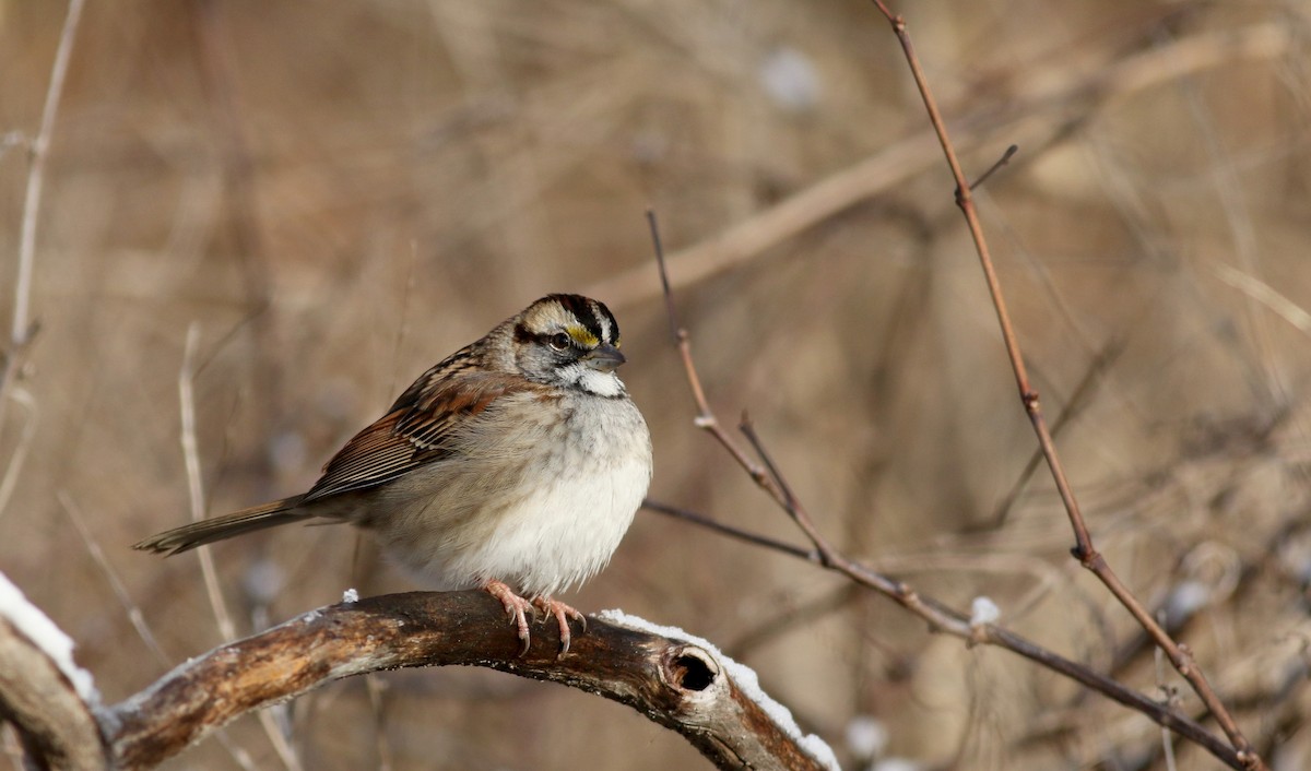 White-throated Sparrow - ML44353901