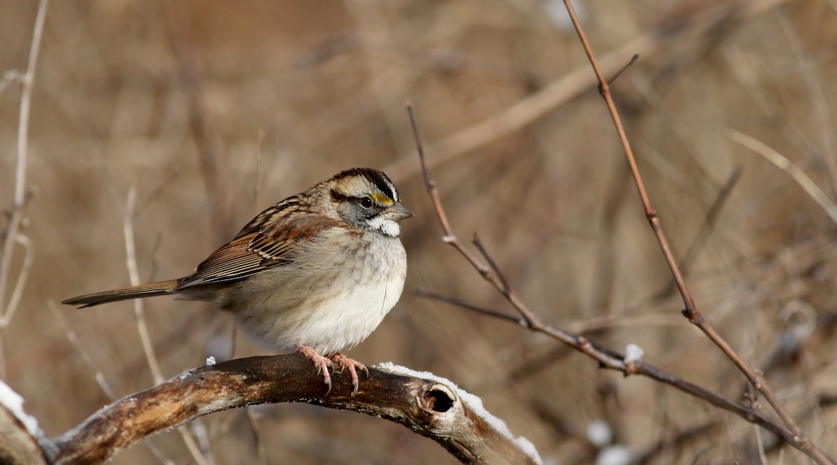 White-throated Sparrow - ML44353931