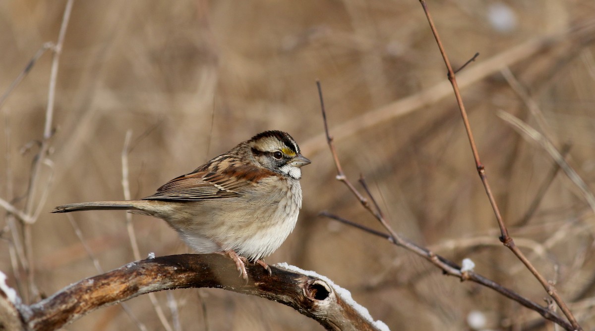 White-throated Sparrow - ML44353961