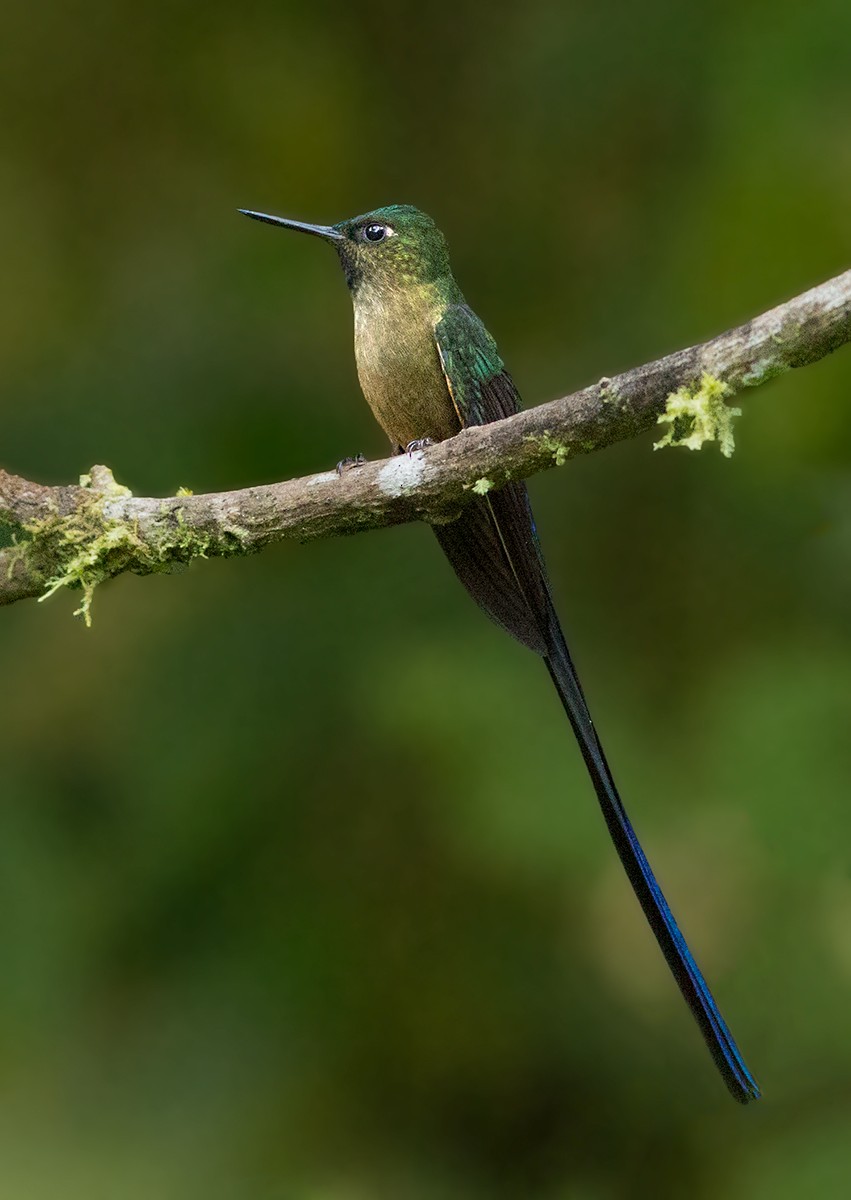 Violet-tailed Sylph - ML44354741