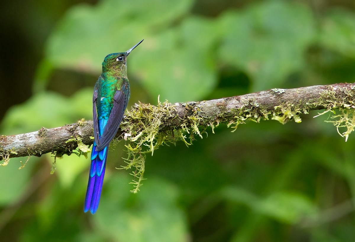 Violet-tailed Sylph - ML44354751