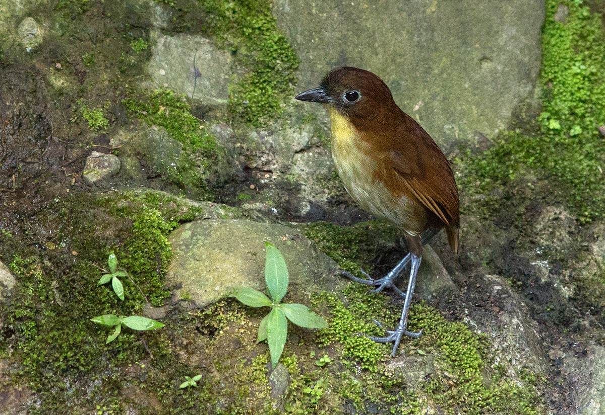 Yellow-breasted Antpitta - Suzanne Labbé