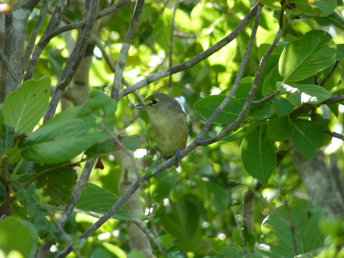 Thick-billed Vireo - ML44355841