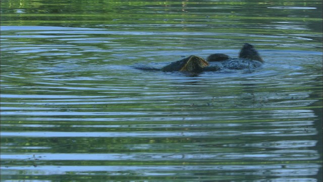Snapping Turtle - ML443564
