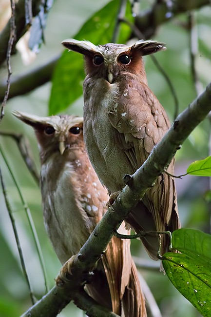 Crested Owl - ML44356441
