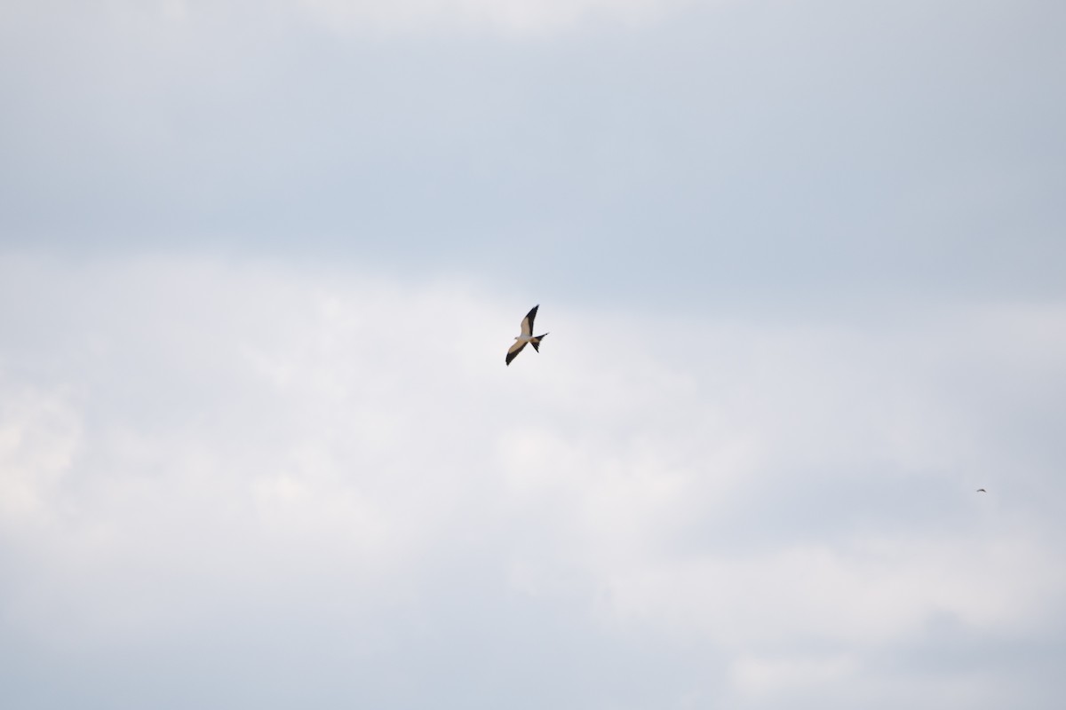 Swallow-tailed Kite - ML443569641