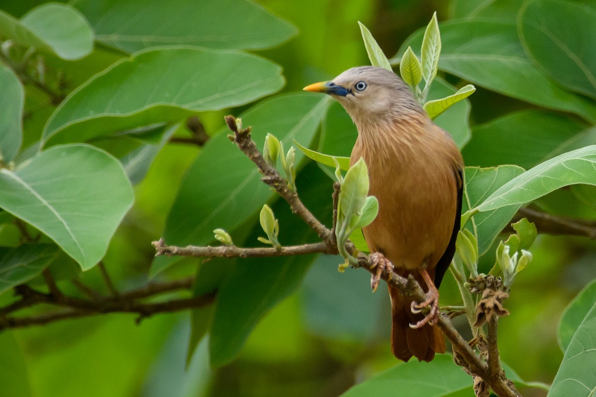 Chestnut-tailed Starling - Cyril Duran