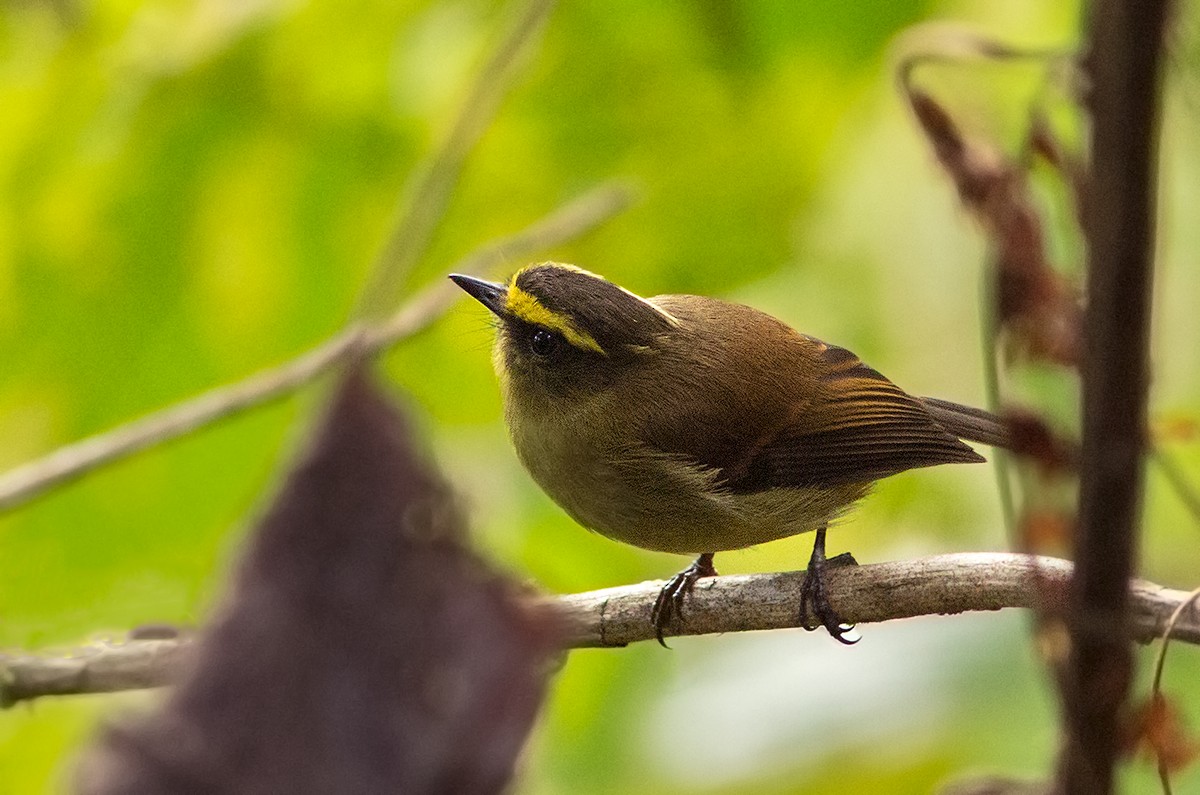 Yellow-bellied Chat-Tyrant - Suzanne Labbé