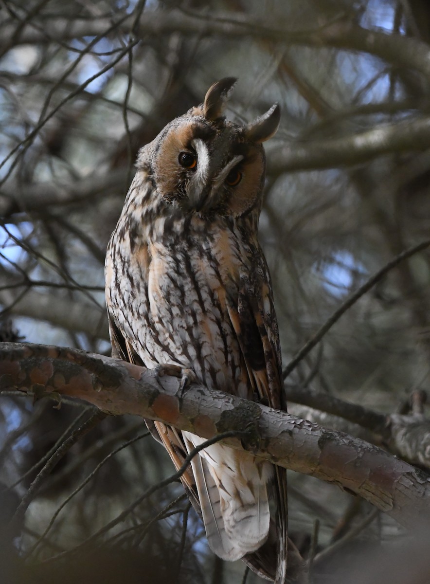 Long-eared Owl - ML443589871
