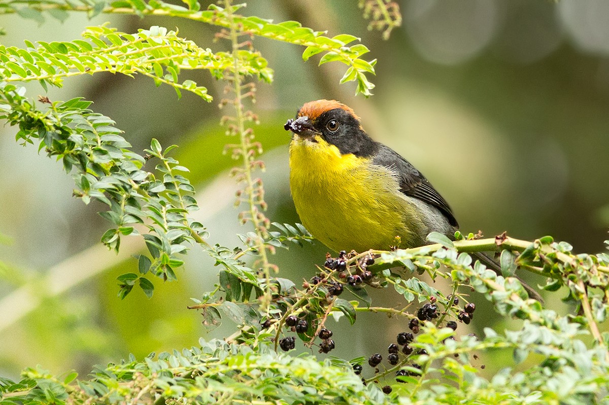Yellow-breasted Brushfinch - ML44359201