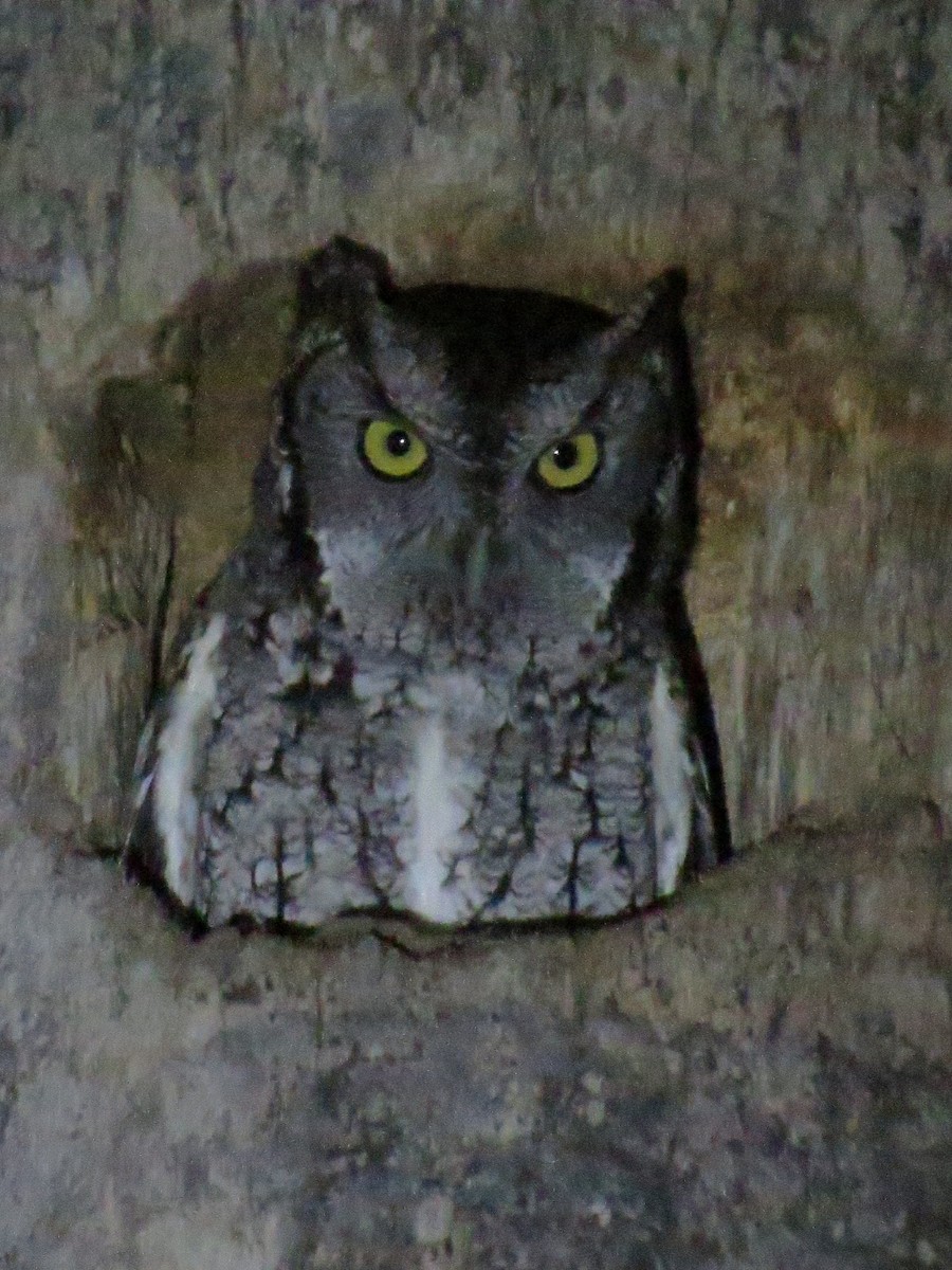Eastern Screech-Owl (McCall's) - ML44359531