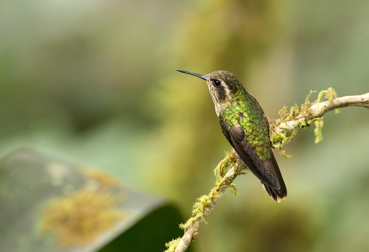 Speckled Hummingbird - Suzanne Labbé