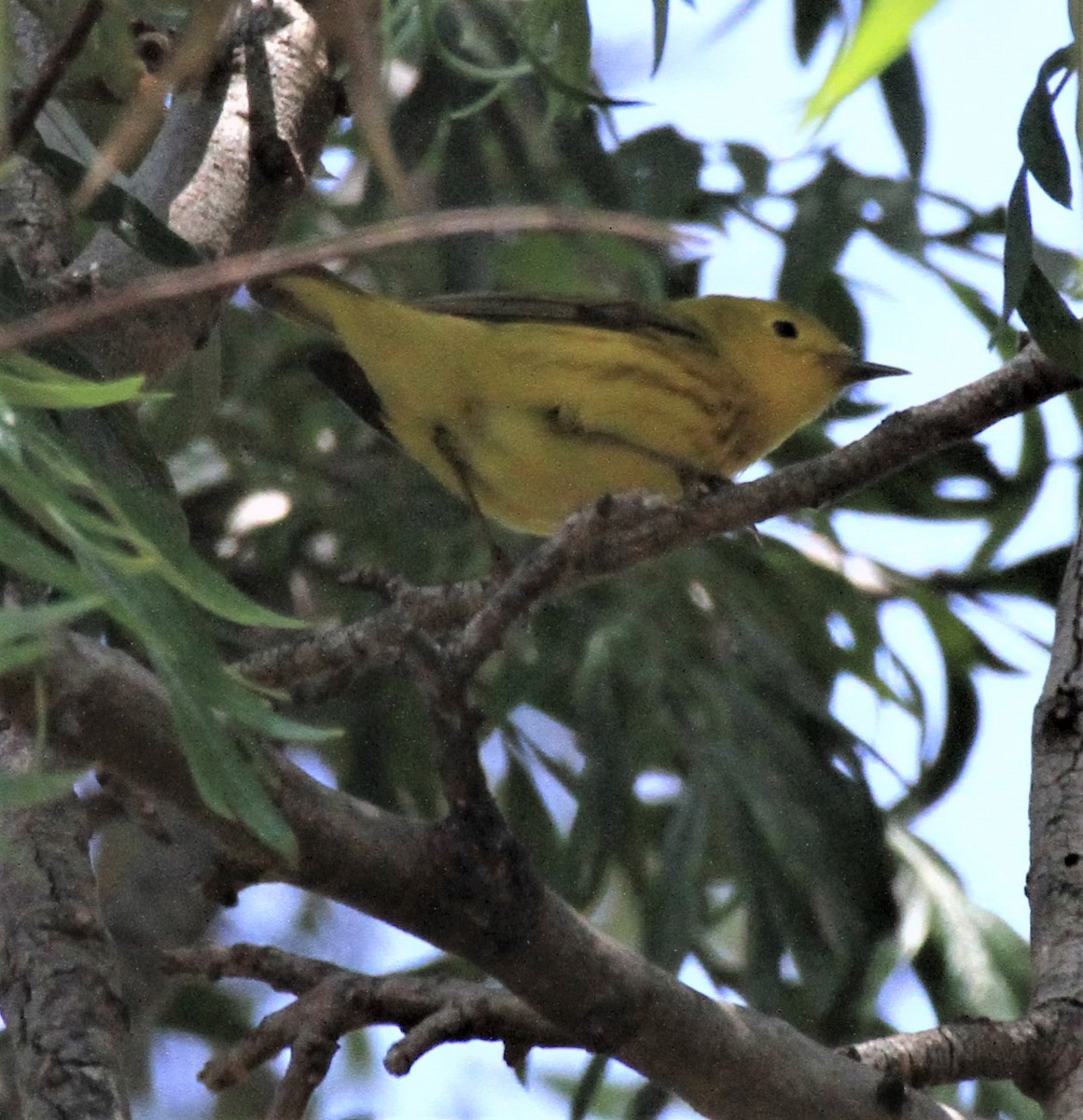 Yellow Warbler - ML443601611