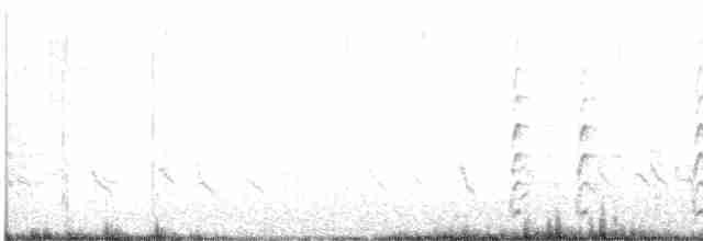 svartkronestylteløper - ML443608291