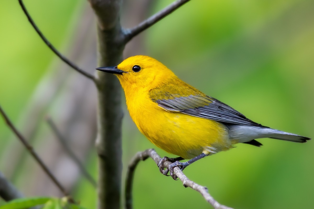 Prothonotary Warbler - ML443608911