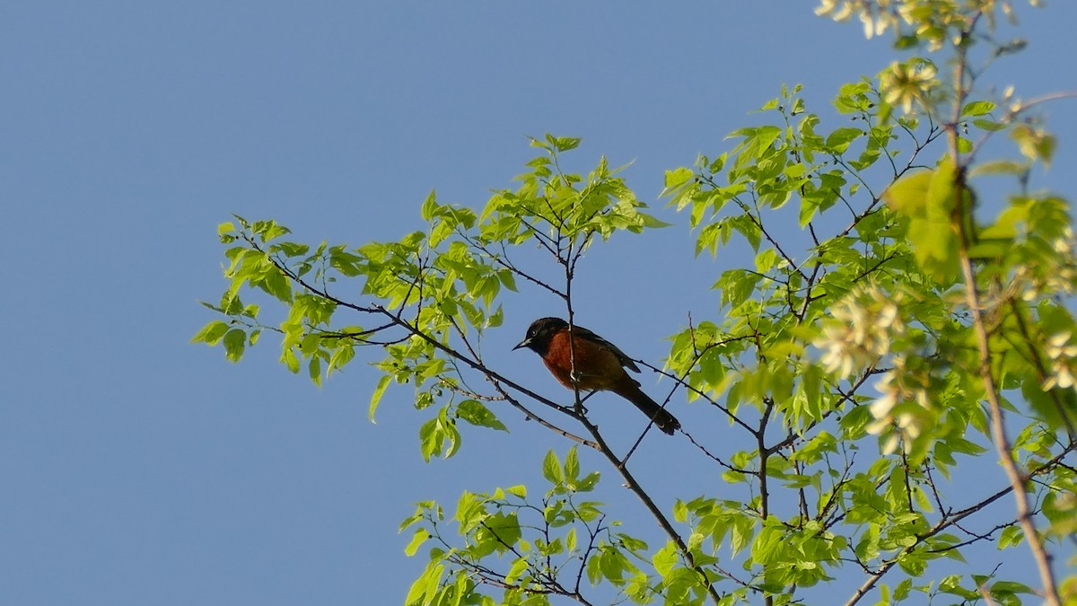 Orchard Oriole - Avery Fish