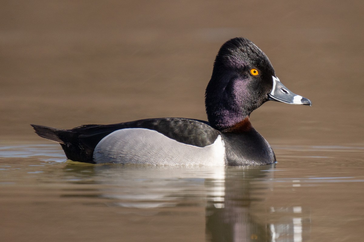 Ring-necked Duck - David Turgeon