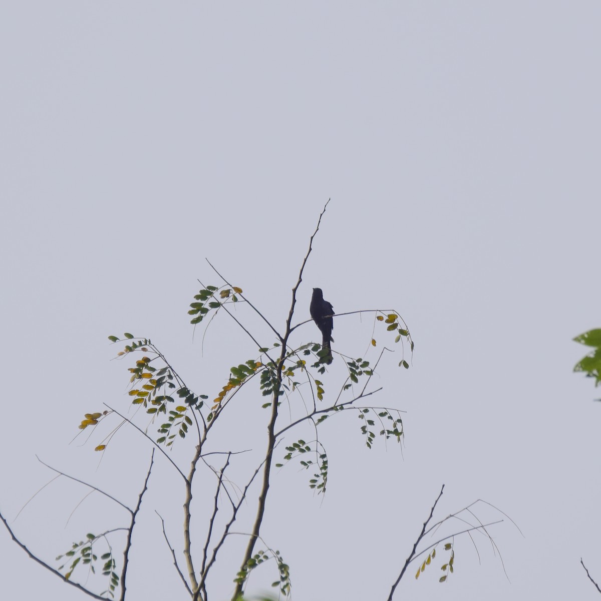 Square-tailed Drongo-Cuckoo - ML443615571