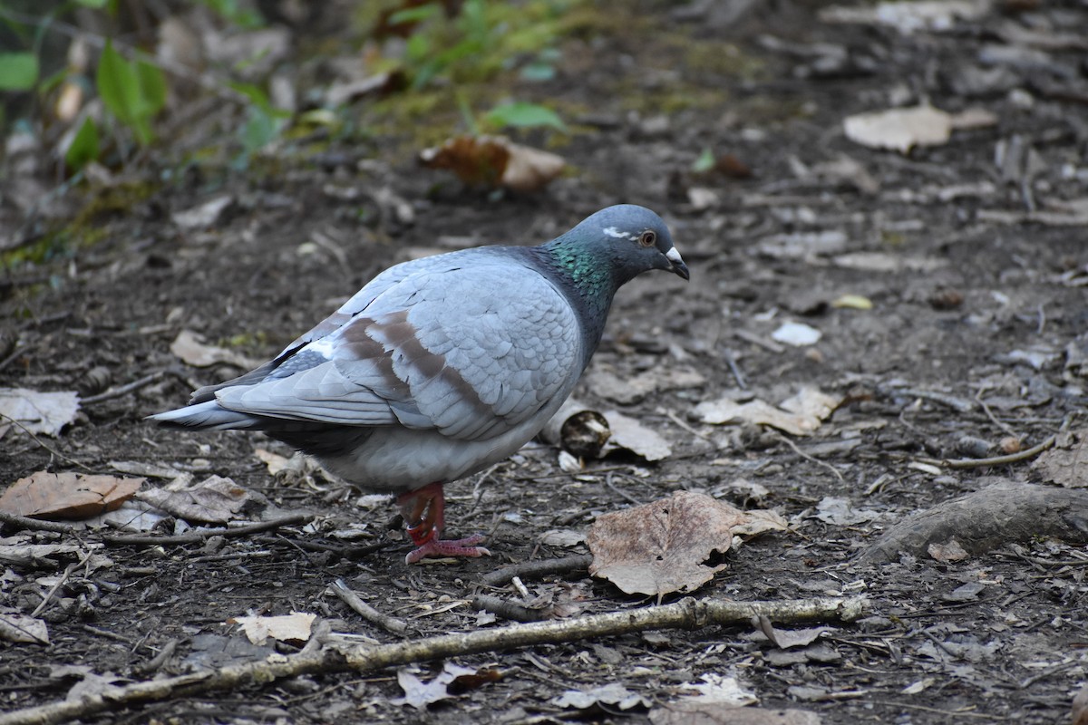Rock Pigeon (Feral Pigeon) - ML443619231