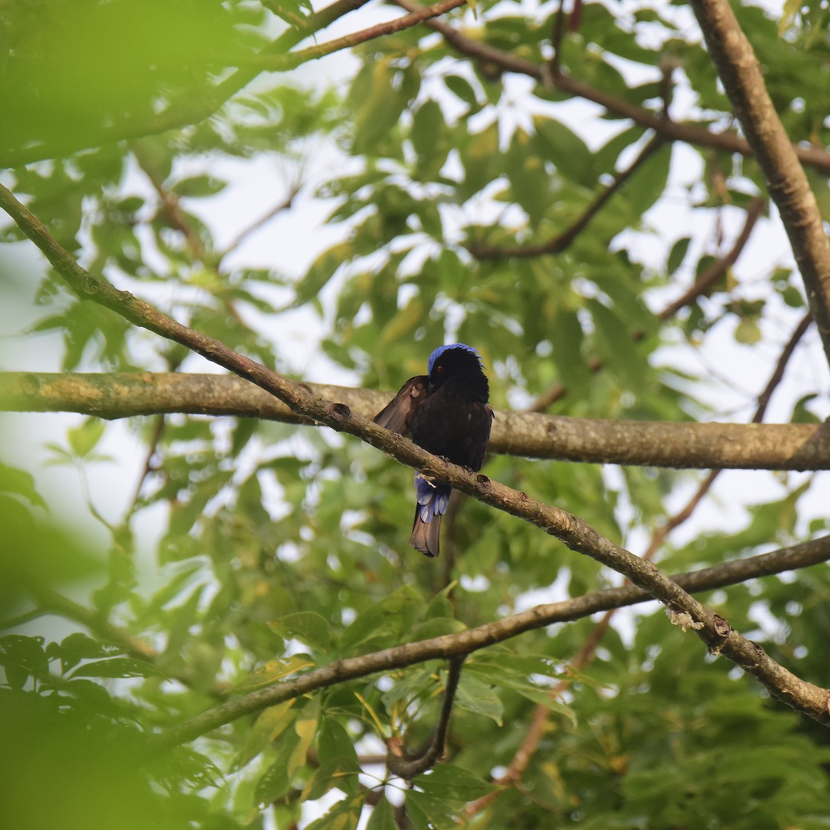 Asian Fairy-bluebird - ML443622171