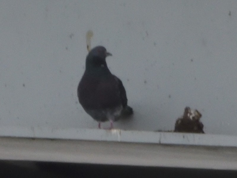 Rock Pigeon (Feral Pigeon) - ML443622931