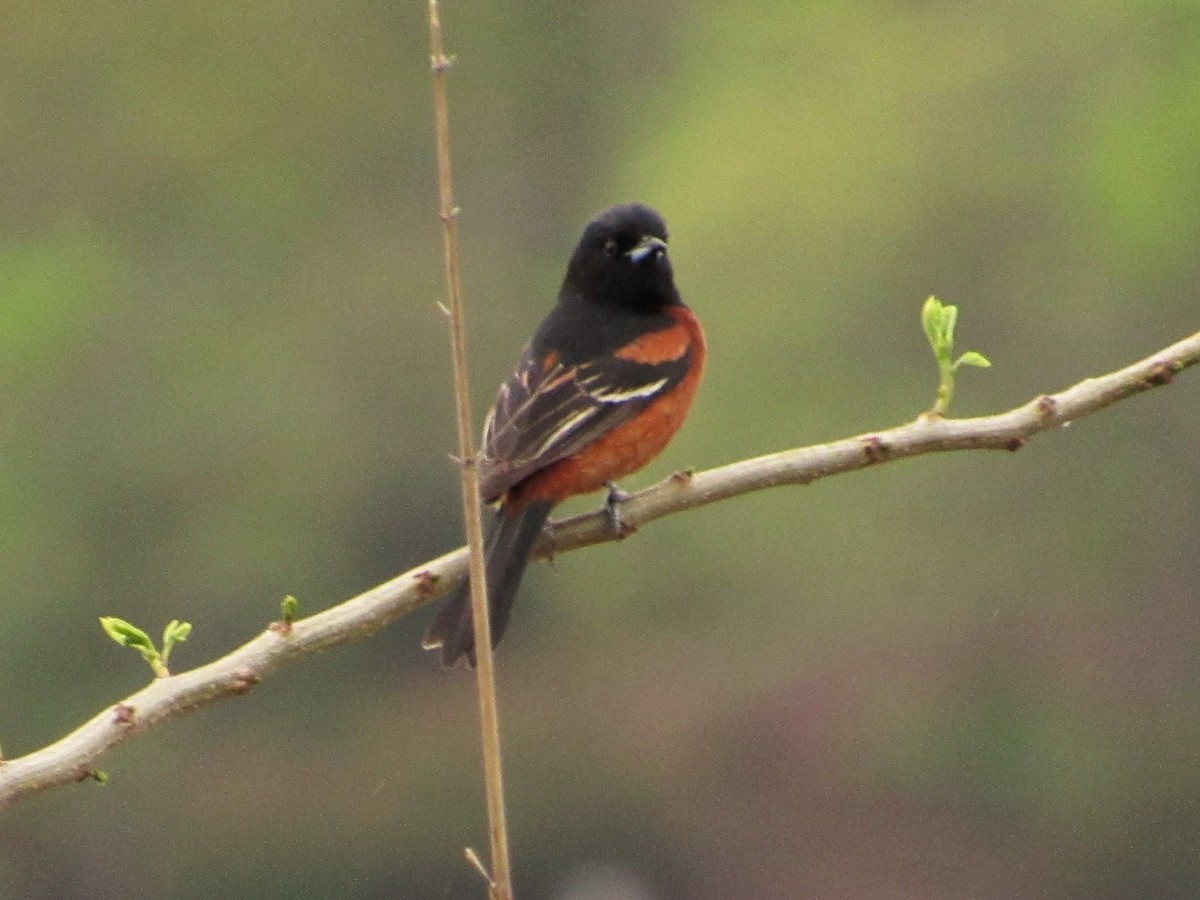 Orchard Oriole - ML443623231